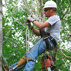 Arborist - Landscaping Employment Opportunities