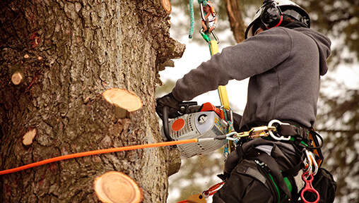 Information on Certified and Noncertified Arborist Salaries