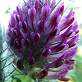 Agastache-flowers-120x120.jpg