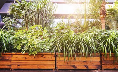 Art of Interior Plantscaping: Beautify Your Space Today