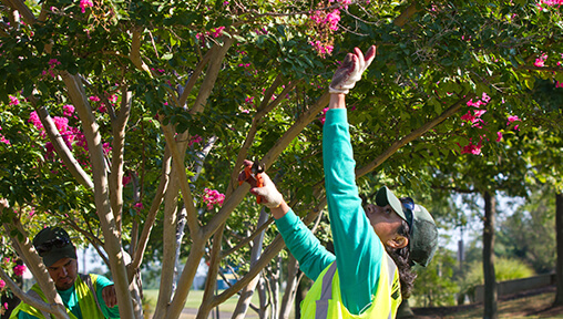 Arborist Career Description – Landscape Industry Careers