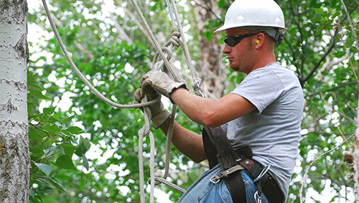 Arborist Apprenticeship - Mid-State Technical College